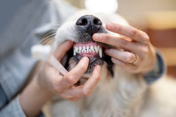 Dog dental treatment at the vet