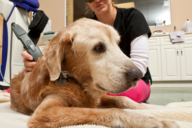 Pet Cold Laser Therapy