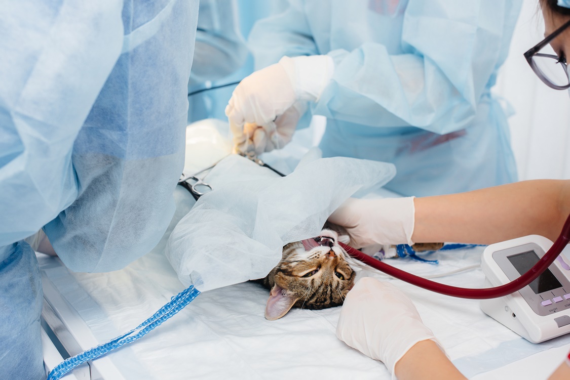 Dog dental treatment at the vet