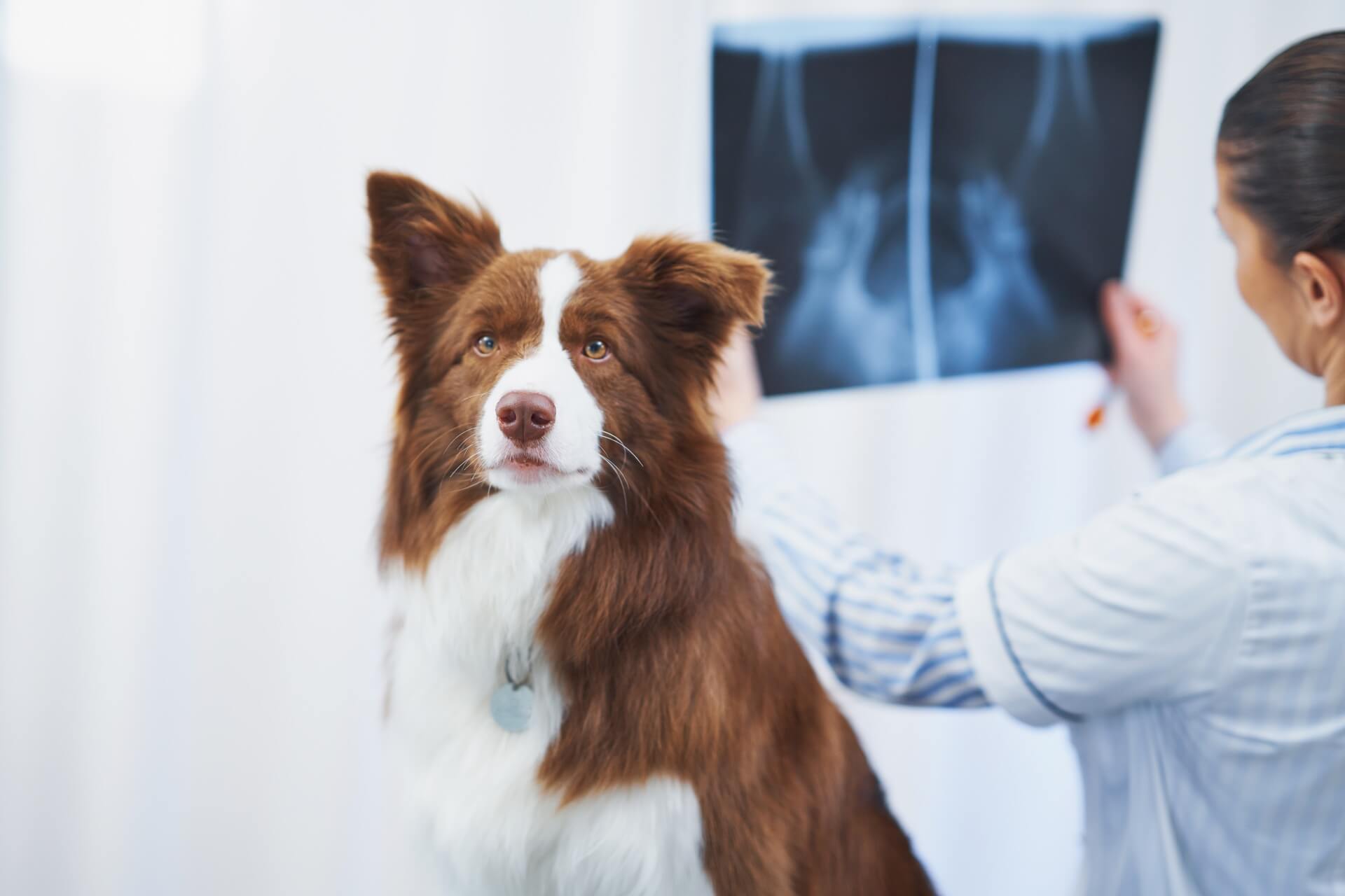 Pet Xray In West Hartford, CT 06107 Petcare Veterinary Services