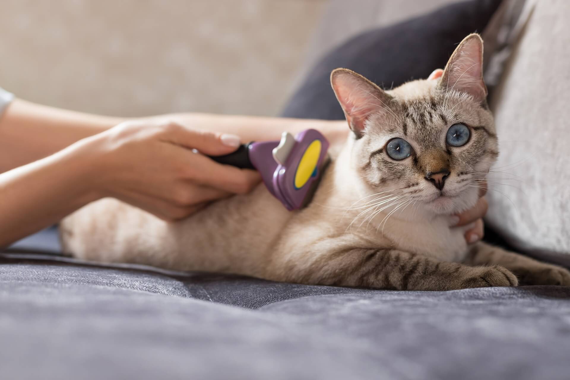 Pet Cold Laser Therapy In West Hartford, CT 06107 Petcare Veterinary