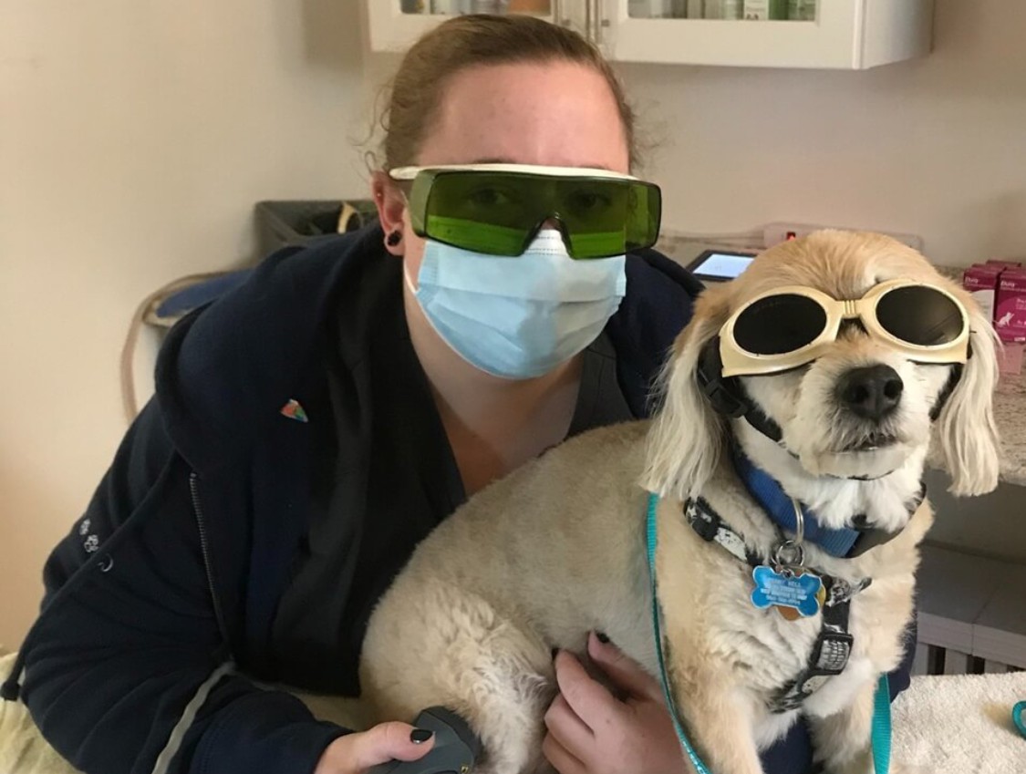 pet laser therapy image