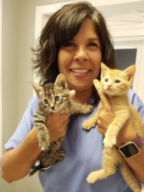 vet holding two kittens
